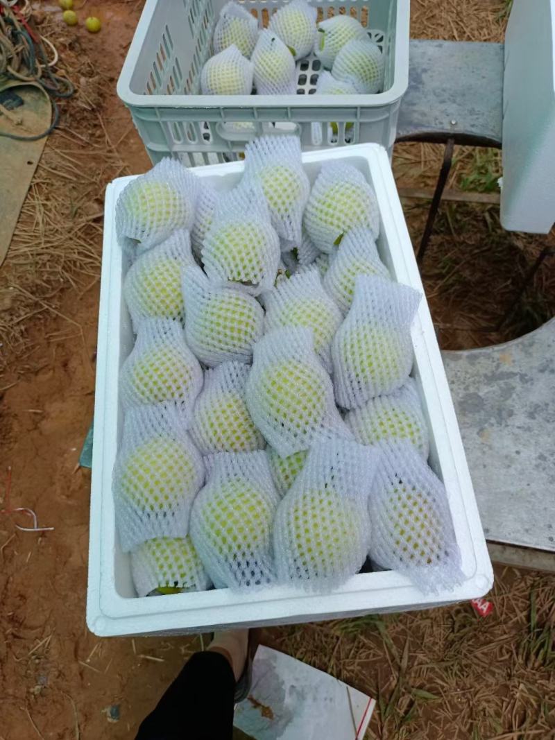 丁香梨，蜂糖梨，香蜜梨。