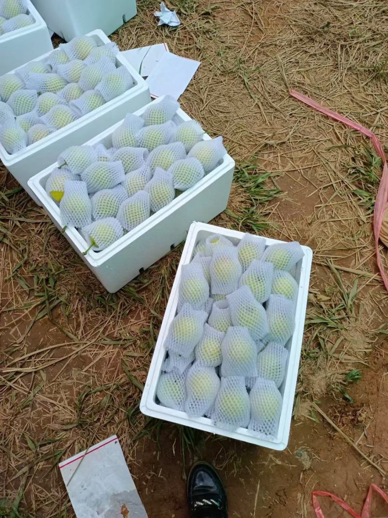 丁香梨，蜂糖梨，香蜜梨。
