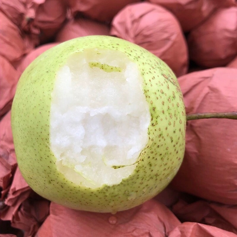 雪花梨云南雪花梨脆甜多汁产区直供保质保量诚信经营