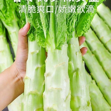 莴苣青皮莴苣产地一手货源欢迎来电订购保质保量