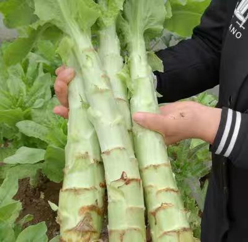 莴苣青皮莴苣产地一手货源欢迎来电订购保质保量