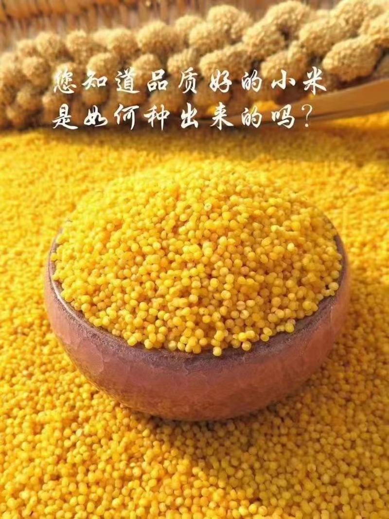 精品黄小米产地批发视频看货口感香甜品质保证推荐