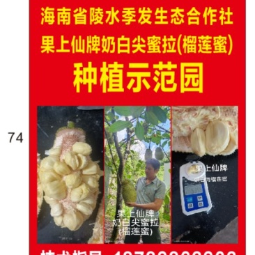 【实力推荐】奶白尖蜜拉产地直发视频看货