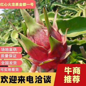 湛江市硇洲岛金都一号红心火龙果大量供应产地直发货量充足