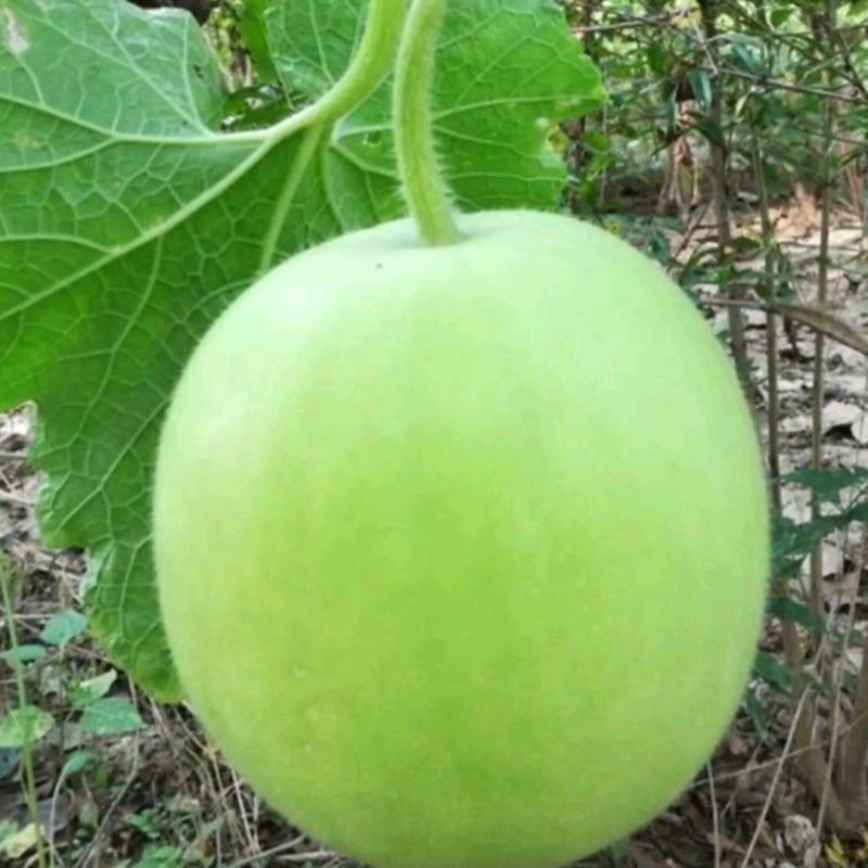 芋头味的冬瓜