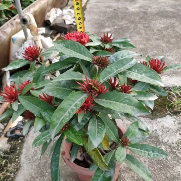 龙船花