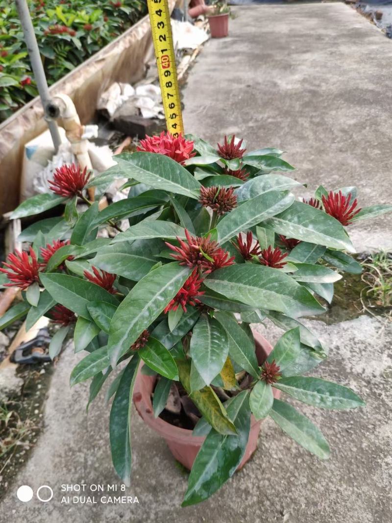 龙船花