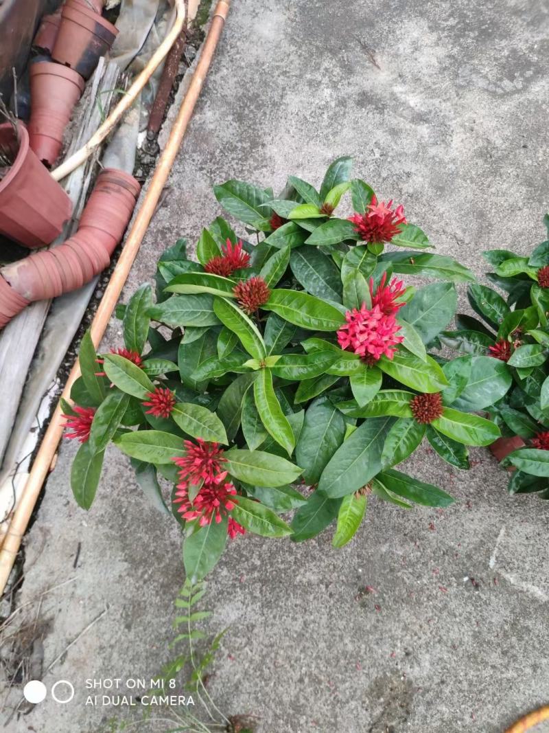 龙船花