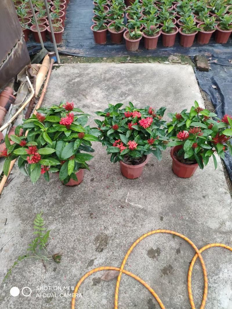 龙船花