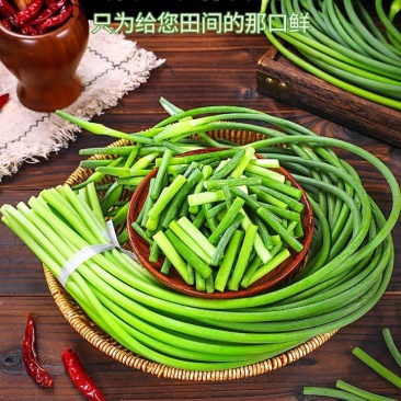 白帽蒜薹产地一手货源口感鲜嫩现摘现发欢迎来电订购