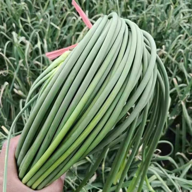 白帽蒜薹产地一手货源口感鲜嫩现摘现发欢迎来电订购