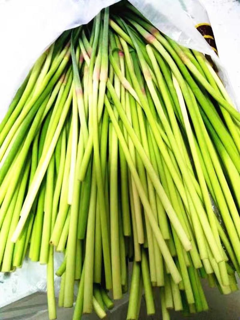 蒜苔白红帽蒜苔产地现摘现发欢迎来电订购，保质保量