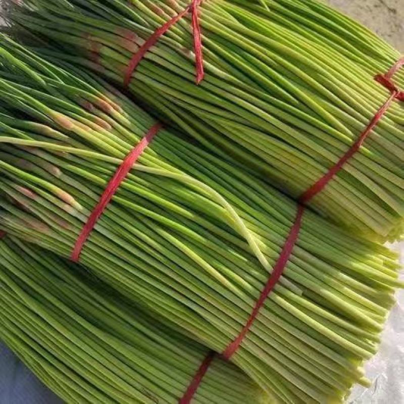 蒜苔白红帽蒜苔产地现摘现发欢迎来电订购，保质保量
