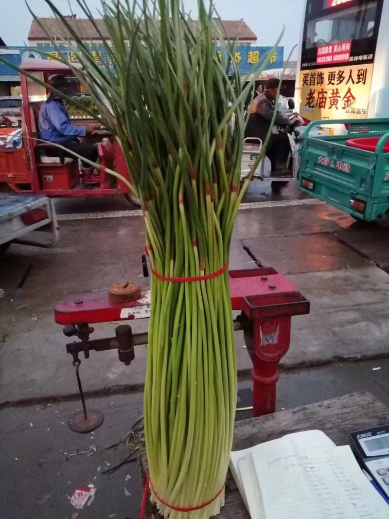 蒜苔白红帽蒜苔产地现摘现发欢迎来电订购，保质保量