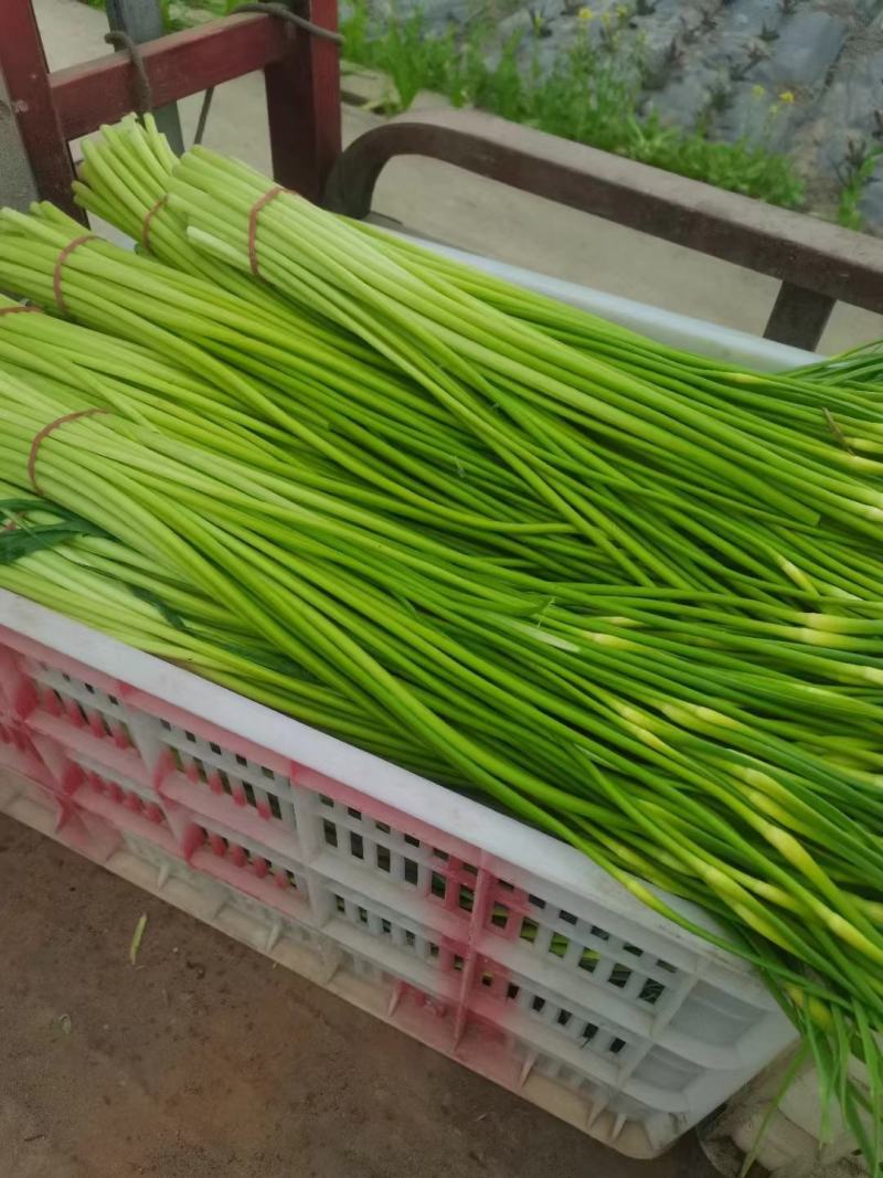 蒜苔白红帽蒜苔产地现摘现发欢迎来电订购，保质保量