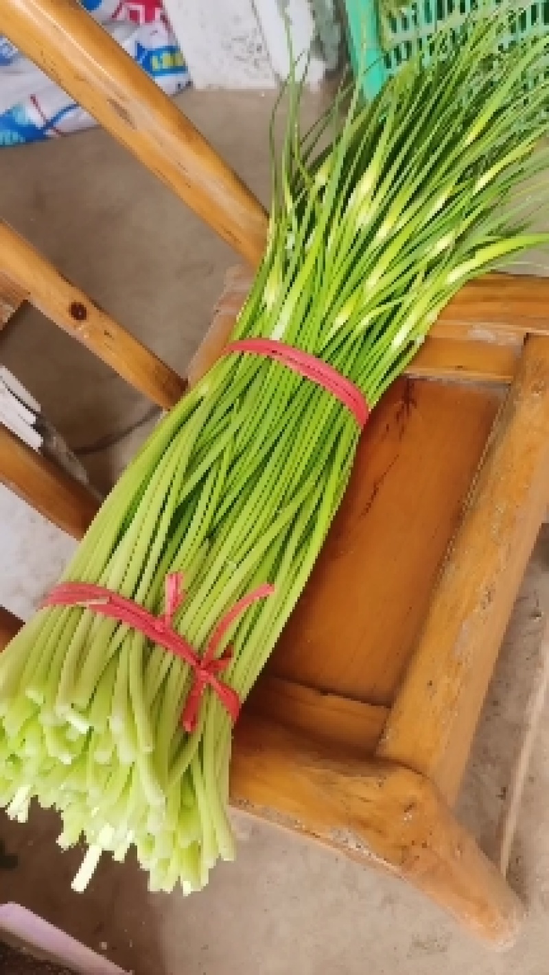 蒜苔白红帽蒜苔产地现摘现发欢迎来电订购，保质保量