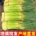 蒜苔白红帽蒜苔产地现摘现发欢迎来电订购，保质保量