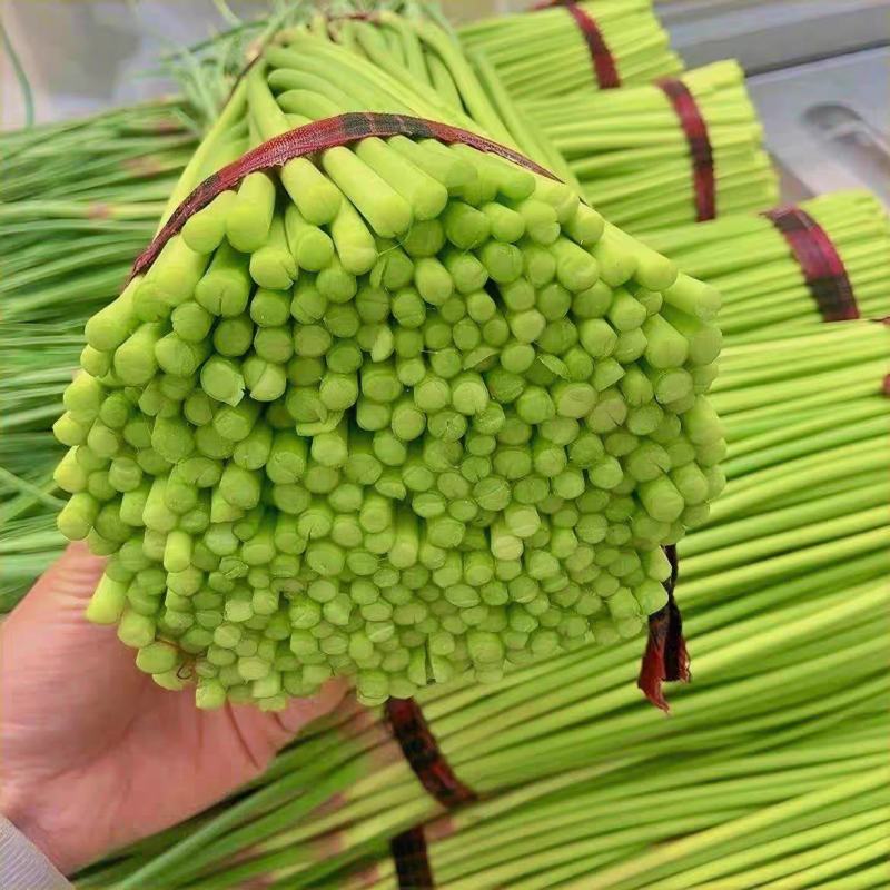 蒜苔白红帽蒜苔产地现摘现发欢迎来电订购，保质保量