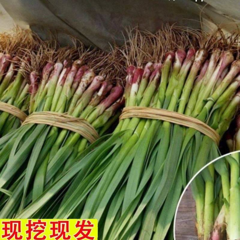 蒜苗红根蒜苗产地一手货源保质保量欢迎来电订购