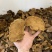 紫油黄【大货批发】细纹好货价格优势形状好有量有价欢迎来聊