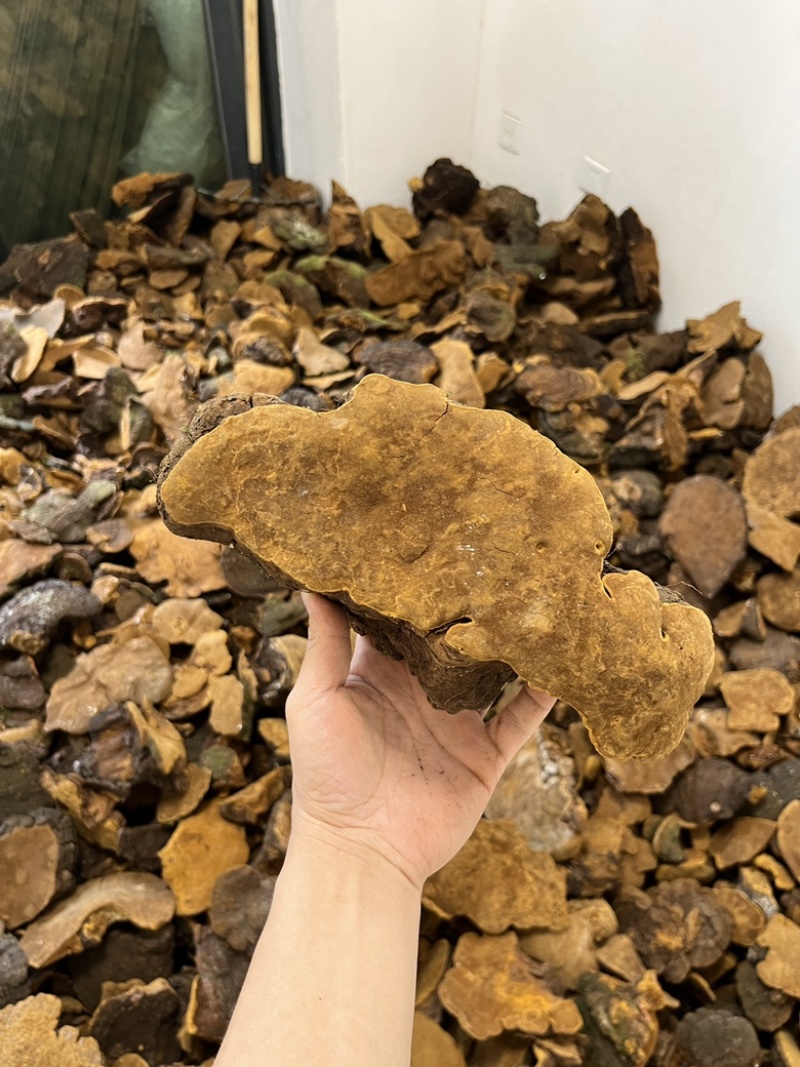 紫油黄【大货批发】细纹好货价格优势形状好有量有价欢迎来聊