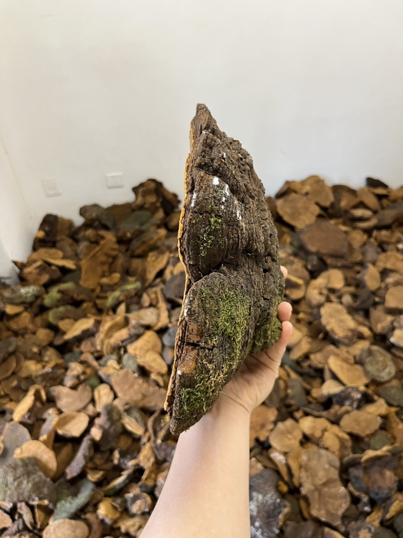 紫油黄【大货批发】细纹好货价格优势形状好有量有价欢迎来聊