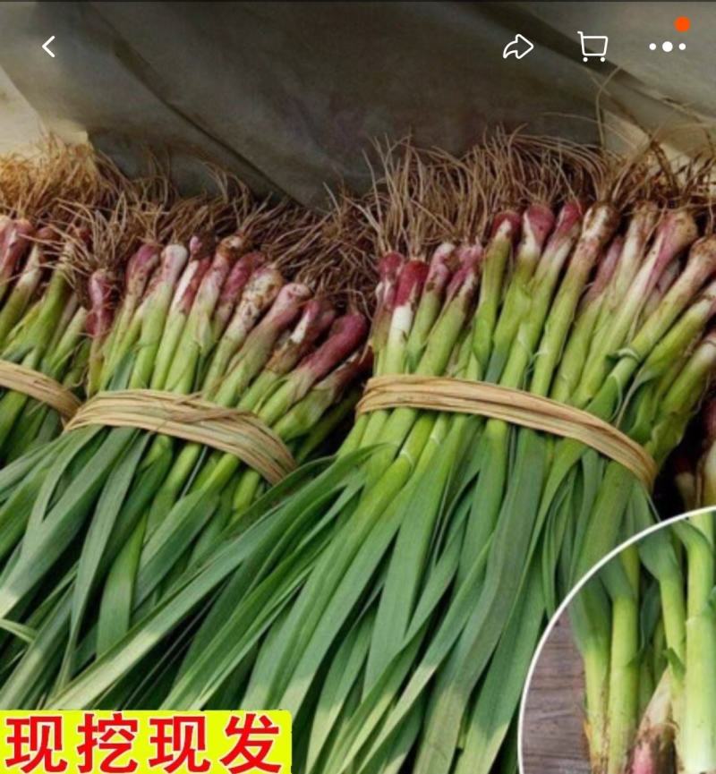 蒜苗红根蒜苗产地一手货源保质保量欢迎来电订购