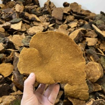 紫油黄【大货批发】细纹好货价格优势形状好有量有价欢迎来聊