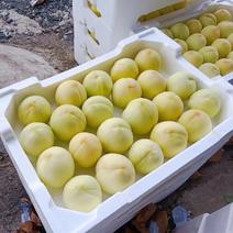 【套袋】安徽萧县突围白桃精品上市，可供商超，可视频