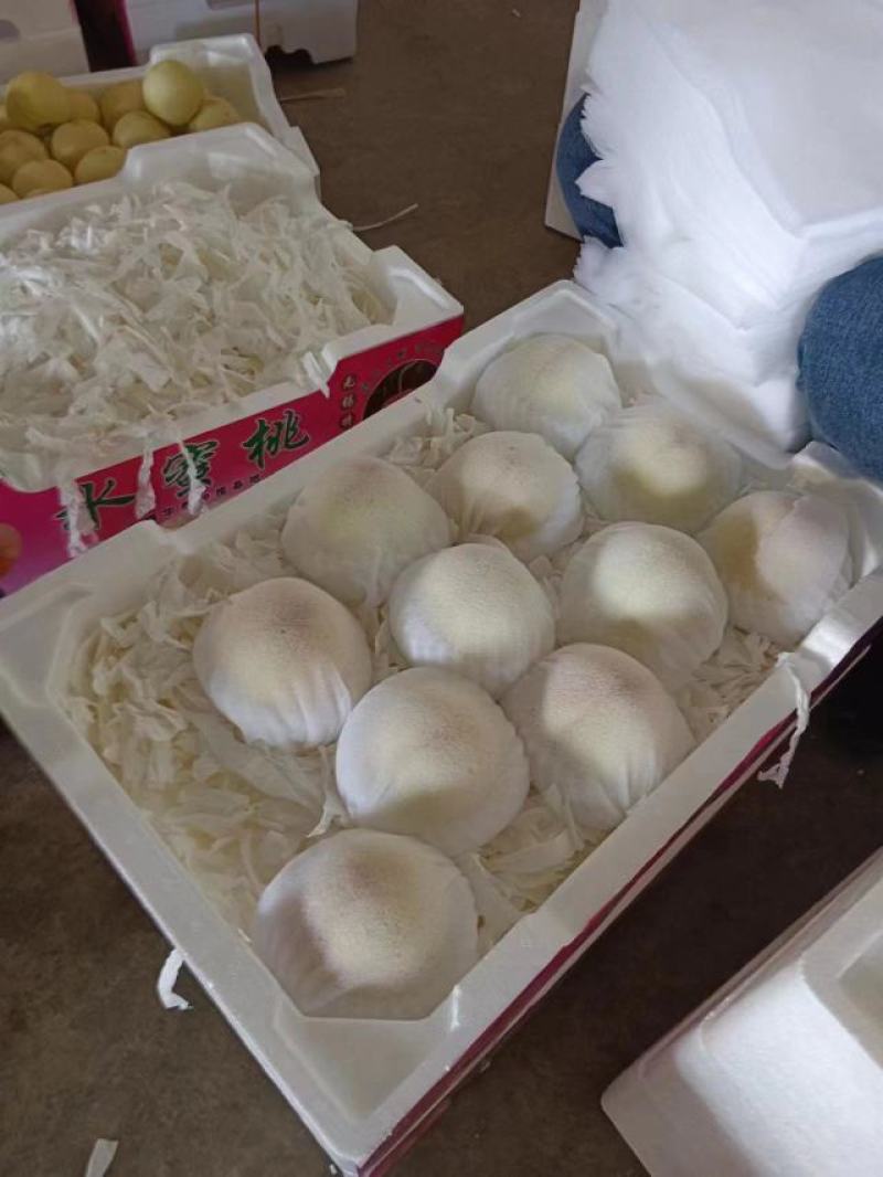 【套袋】安徽萧县突围白桃精品上市，可供商超，可视频看货