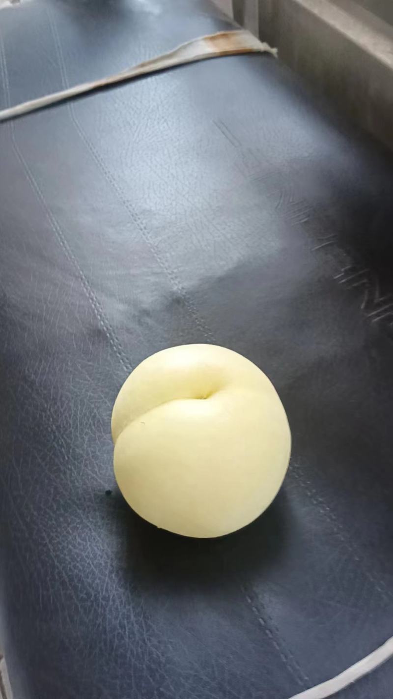 【套袋】安徽萧县突围白桃精品上市，可供商超，可视频看货