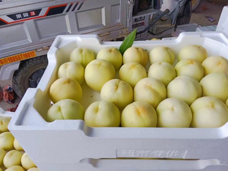 【套袋】安徽萧县突围白桃精品上市，可供商超，可视频看货