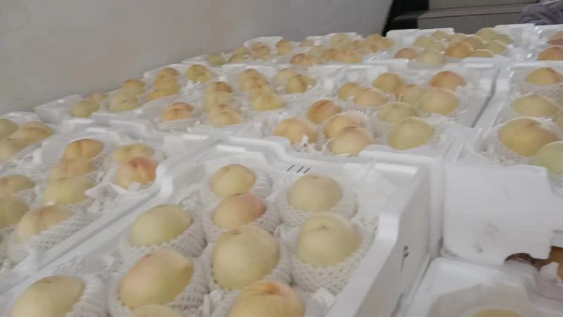 【套袋】安徽萧县突围白桃精品上市，可供商超，可视频看货