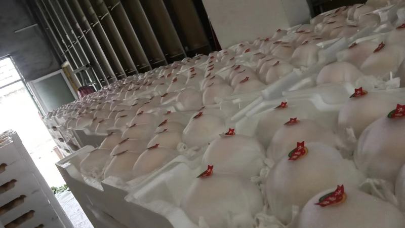 【套袋】安徽萧县突围白桃精品上市，可供商超，可视频看货