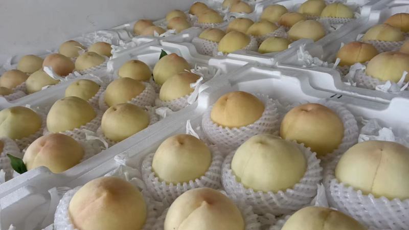 【套袋】安徽萧县突围白桃精品上市，可供商超，可视频看货