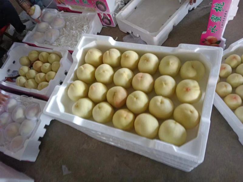 【套袋】安徽萧县突围白桃精品上市，可供商超，可视频看货