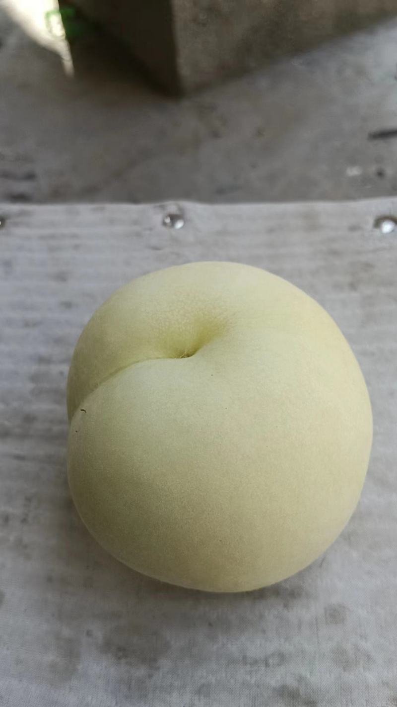 【套袋】安徽萧县突围白桃精品上市，可供商超，可视频看货