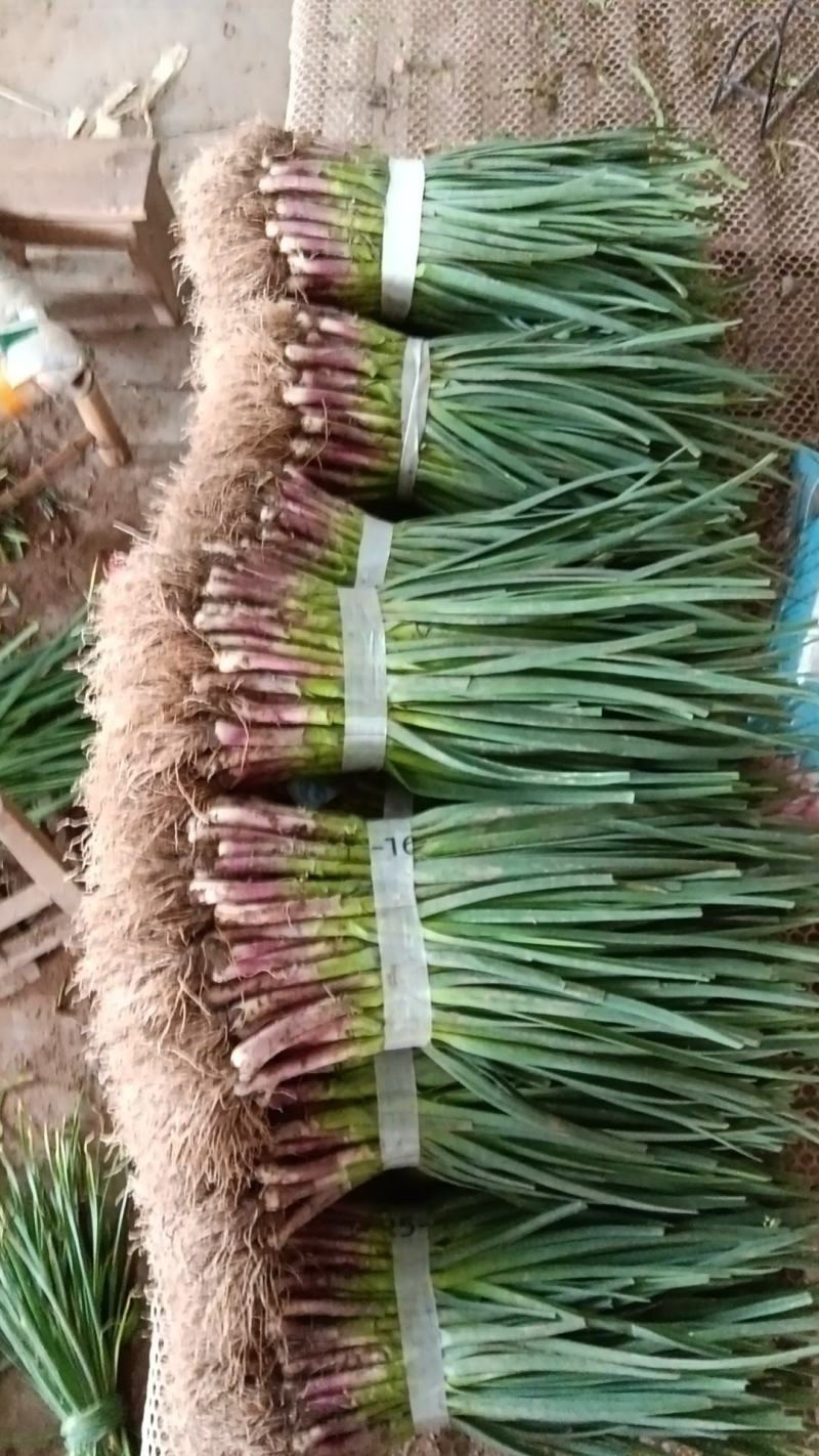 红根蒜苗新苗产地现摘现发可视频看货保质保