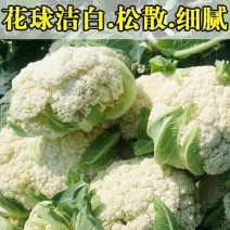 菜花松花菜（好货）新鲜采摘一手货源保质保量