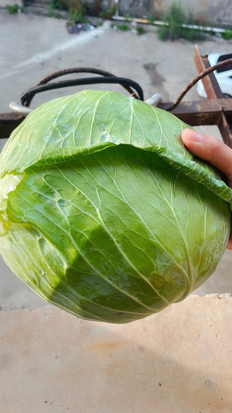 包菜扁包菜平包京丰奥琪娜高山种植一条龙服务