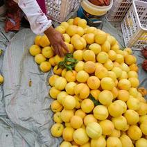 安徽宿州萧县黄金蜜桃供应，可视频实地，欢迎咨询