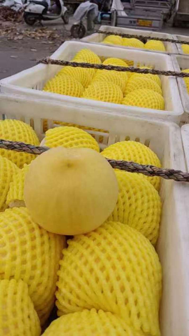 安徽宿州萧县黄金蜜桃供应，可视频实地看货，欢迎咨询