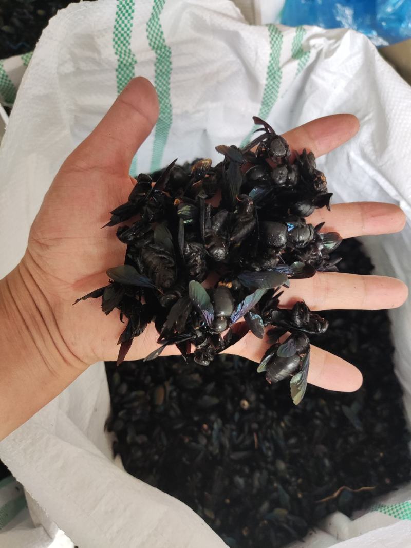 竹蜂，全干无糖无油