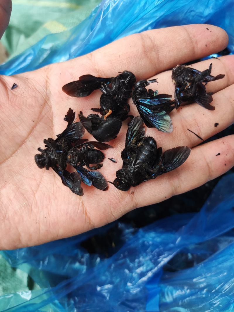 竹蜂，全干无糖无油