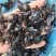 竹蜂，全干无糖无油
