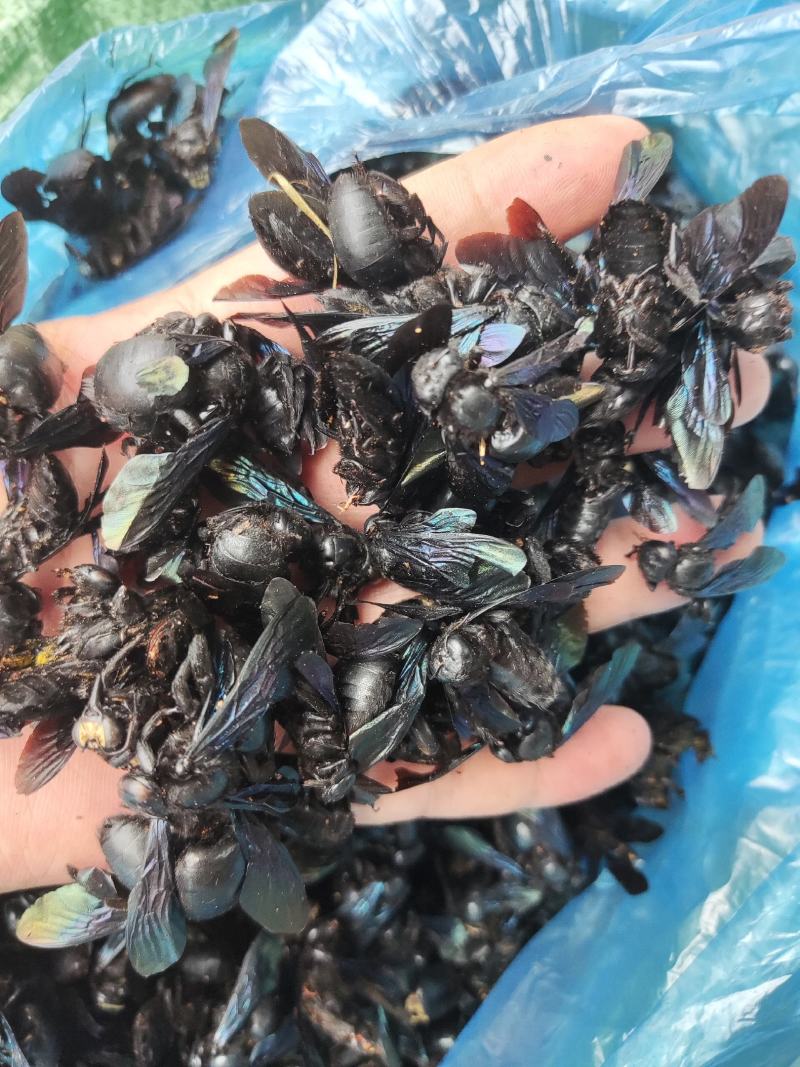 竹蜂，全干无糖无油