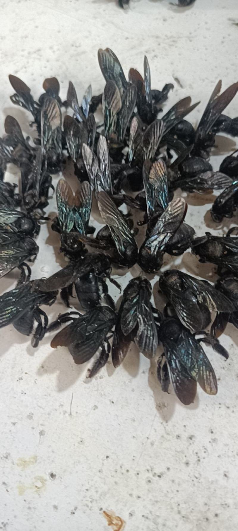 竹蜂