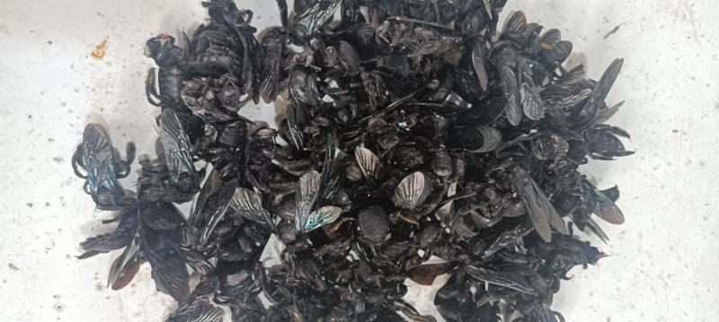 竹蜂