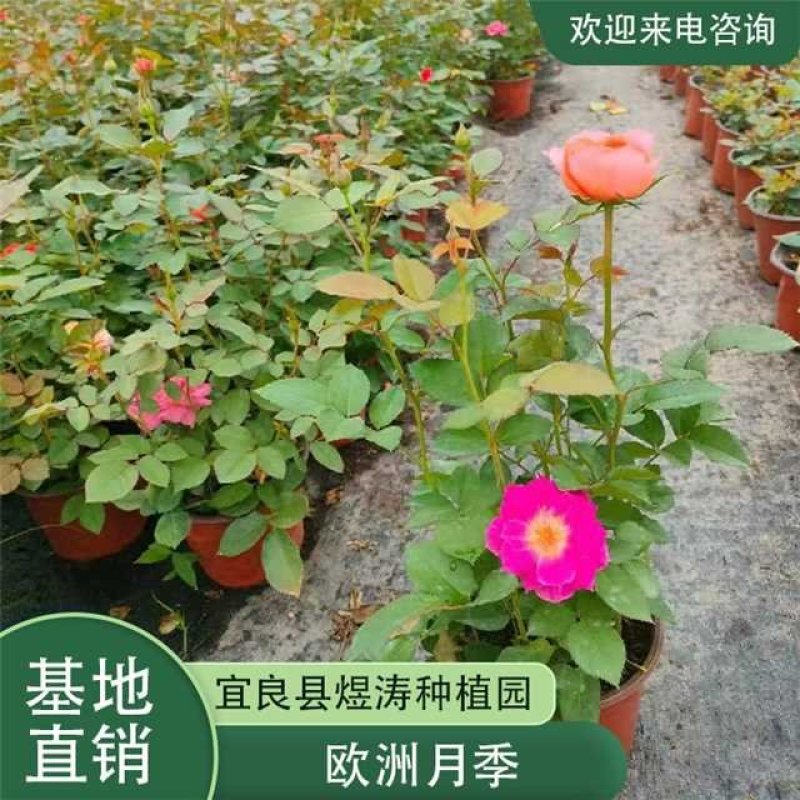 欧月玫瑰，工程苗，货多价优，常年有货