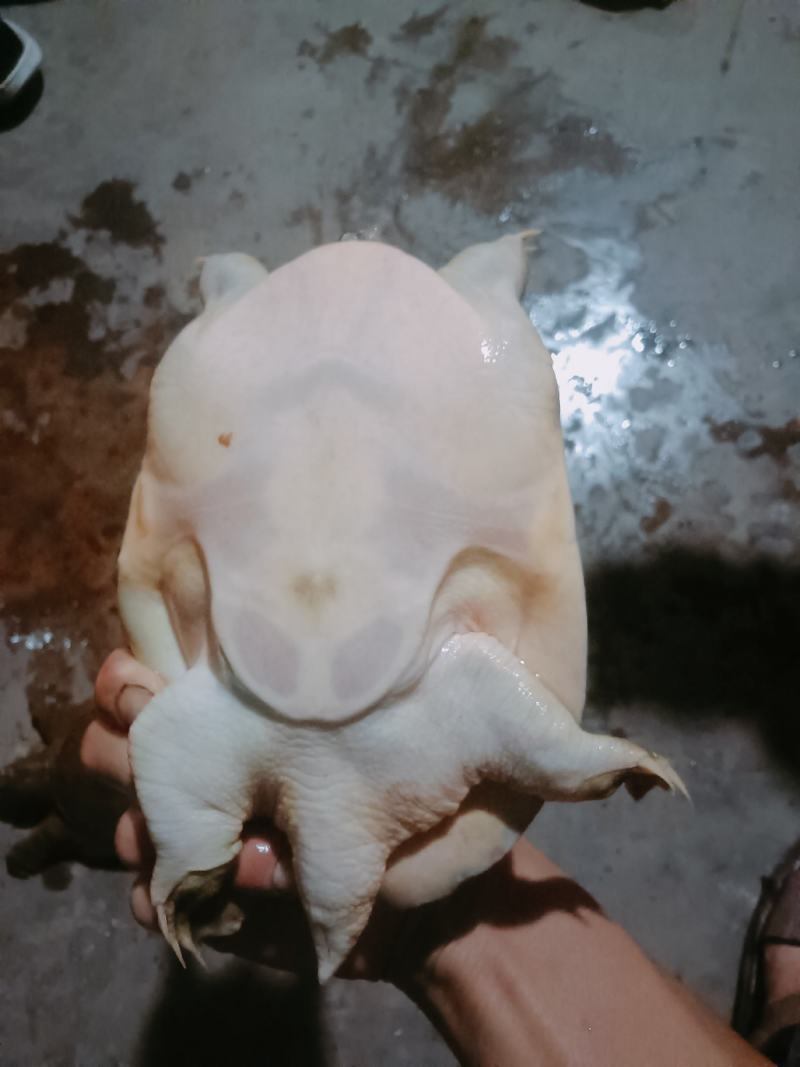 户外